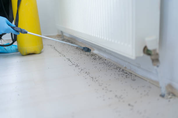 Best Local Pest Control Services  in Pembroke, GA